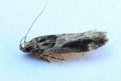 Pseudochelaria walsinghami