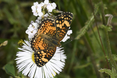 Phyciodes mylitta arizonensis