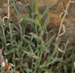 Erigeron breweri porphyreticus