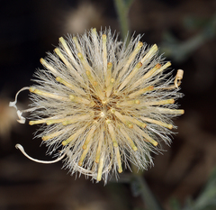 Erigeron breweri porphyreticus
