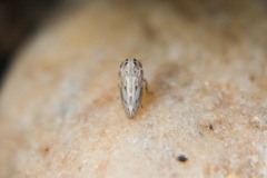 Agalliina