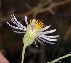 Erigeron breweri porphyreticus