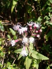 Aristeguietia salvia