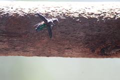 Chrysobothris