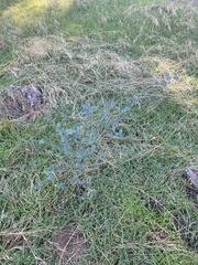 Ceanothus integerrimus macrothyrsus