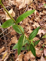 Gentiana catesbaei