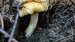 Cantharellus formosus