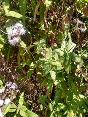 Aristeguietia salvia