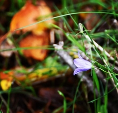 Campanula rotundifolia