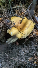 Cantharellus formosus