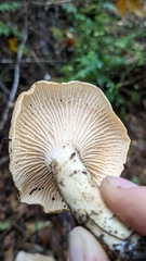 Cantharellus formosus