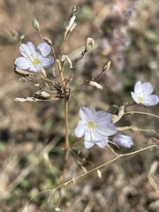 Leptosiphon liniflorus