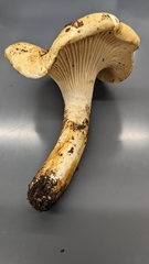 Cantharellus formosus