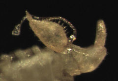 Ctenarytaina insularis