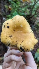 Cantharellus formosus