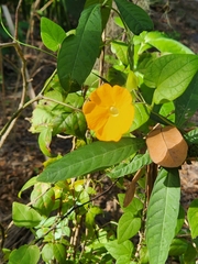 Dolichandra unguis-cati