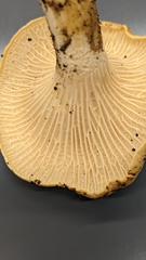 Cantharellus formosus