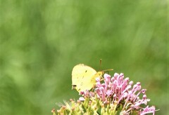 Colias hyale