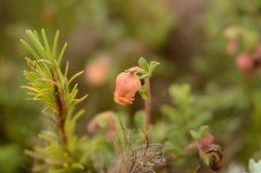 Hermannia ternifolia