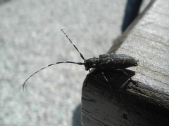 Monochamus sutor