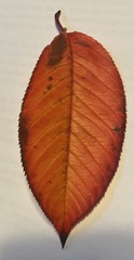 Magnoliopsida