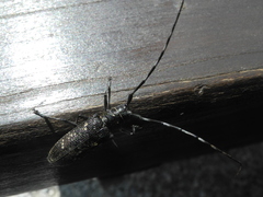 Monochamus sutor