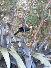 Prosthemadera novaeseelandiae