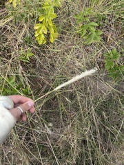 Bothriochloa longipaniculata