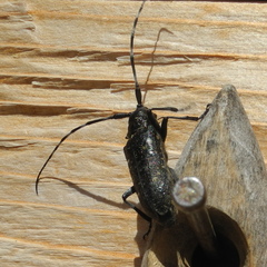 Monochamus sutor
