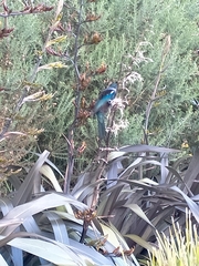 Prosthemadera novaeseelandiae