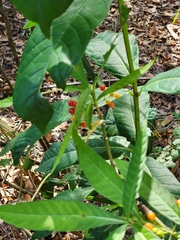 Psychotria tenuifolia