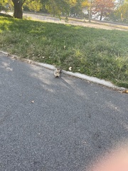 Sciurus carolinensis