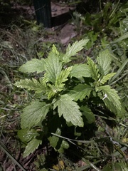 Jacobaea grandidentata
