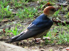 Cecropis cucullata