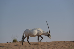 Oryx leucoryx