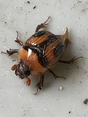 Bolbocerosoma confusum