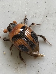 Bolbocerosoma confusum