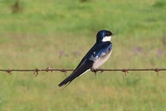 Hirundo albigularis