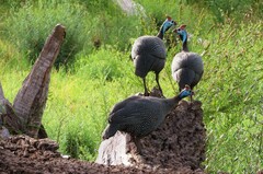 Numida meleagris coronatus