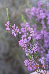Erica articularis