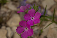 Phlox drummondii