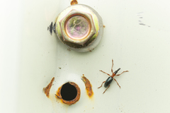 Cylas formicarius