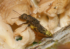 Ontholestes cingulatus