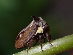 Membracidae