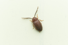 Ptilodactyla