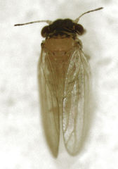 Ctenarytaina insularis