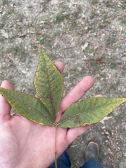 Carya texana
