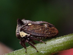 Membracidae