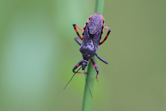 Rhynocoris annulatus