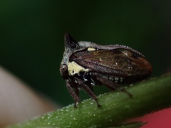 Membracidae